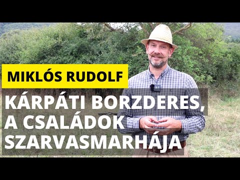 Miklós Rudolf: Kárpáti borzderes, a családok szarvasmarhája