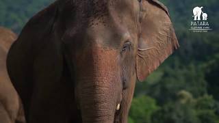 Your Help is Urgently Needed. Save Patara Elephant Farm.