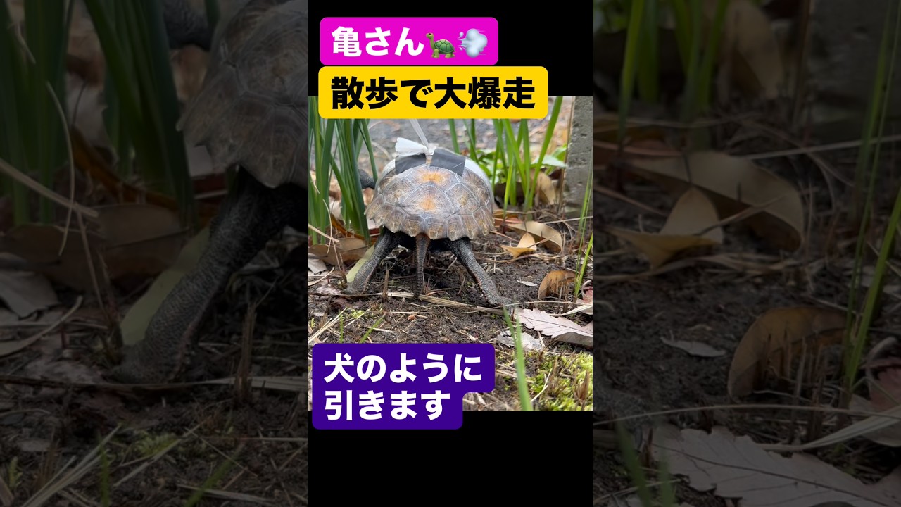 #亀 #ニホンイシガメ #turtle