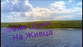 Ловля щуки на лягушку живую
