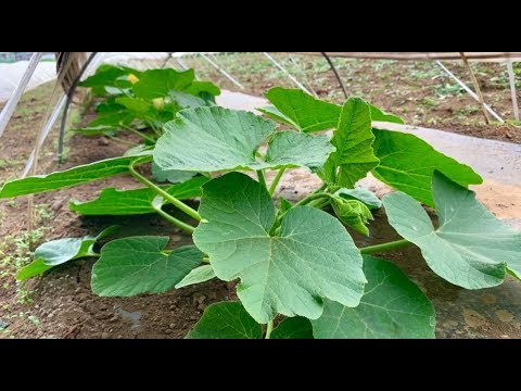 世界で最も大きいと認識されているカボチャ