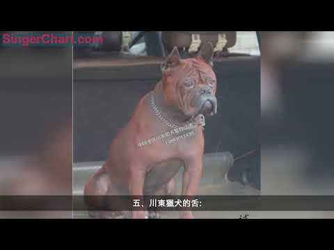 川東獵犬