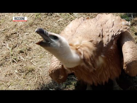 Un grifone di tre metri per proteggere la specie
