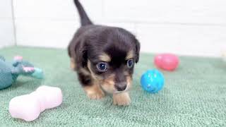 ハーフ犬の動画01