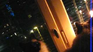 Kisar är inte rädda för smällare