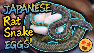We FINALLY got Eggs from our Blue Japanese Rat Snakes!