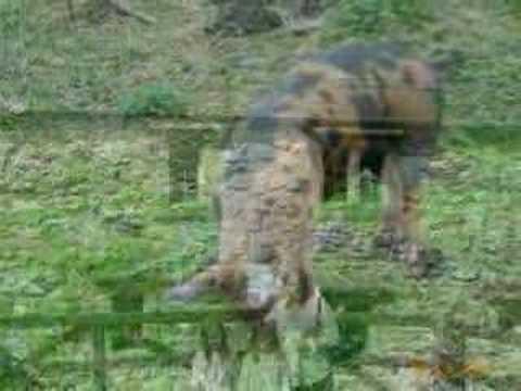 Greenfield Valley 2007 - Holywell, North Wales (Photostory)