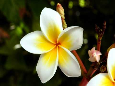 Deejay Neps ft Sosoko Studio - Cina Livaliva Rmx