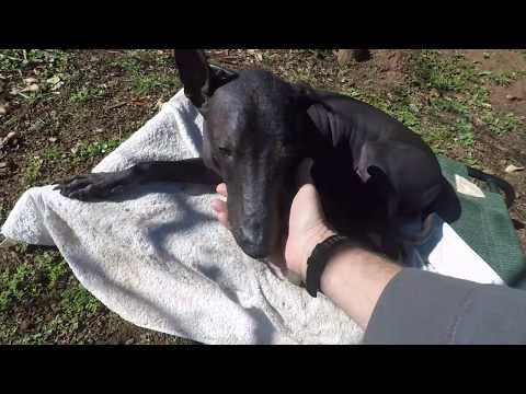 Living with a XOLO -  He is a Lover Boy! - xoloitzcuintli