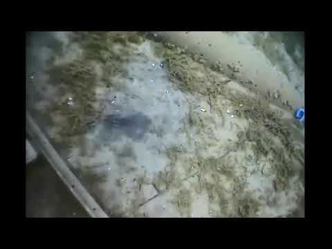 Bioturbation big tub harbour near sweepstakes