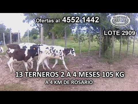Lote 13 Terneros 12 HO- 1 HO c/ HE 105 Kgkg -  en Rosario y Colla- A 4 Km de Rosario