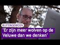 'Er zijn meer wolven op de Veluwe dan wij denken' - BuitenGewoon