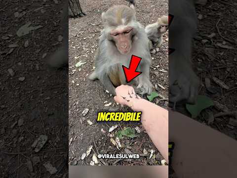 Nessuna SCIMMIA voleva AIUTARLA,ma poi…😲🐒 #shorts