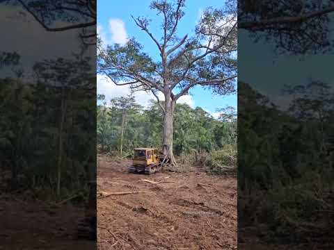 the dozer destroys large logs