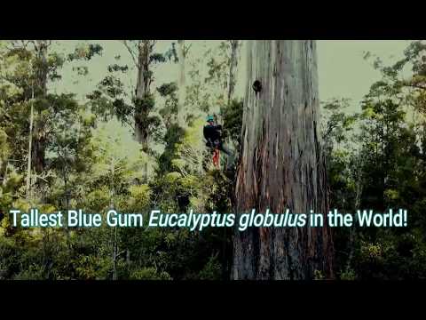 Tallest Blue Gum in the world Eucalyptus globulus preview