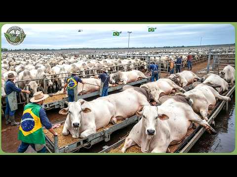 Wie Brasilien mit 1,1 Milliarden Tonnen Agrarprodukten weltweit führend ist – Moderne Landwirtsch...