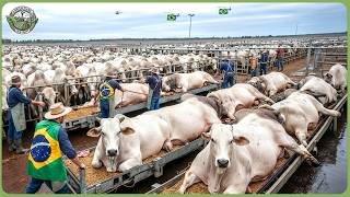 How Brazil Leads the World with 1.1 Billion Tons of Agricultural Products – Massive Modern Farming