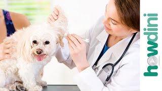 How To Take Care of a Puppy: Your Dog's First Vet Appointment