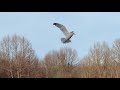 Herring Gulls Ring Billed Gulls And Canada Geese