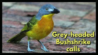 Download lagu 3 suara GREY-HEADED BUSHSHRIKE mp3