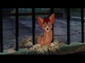 He S The Tramp Lady And The Tramp