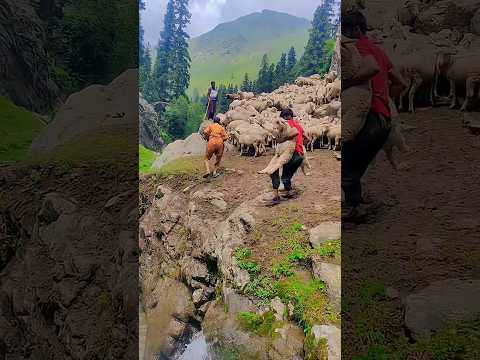 sheep on water 🐑🐏🌊 in Jammu and bakarwal big talent #sheep  #shorts #viral# #jannatkashmir #farming