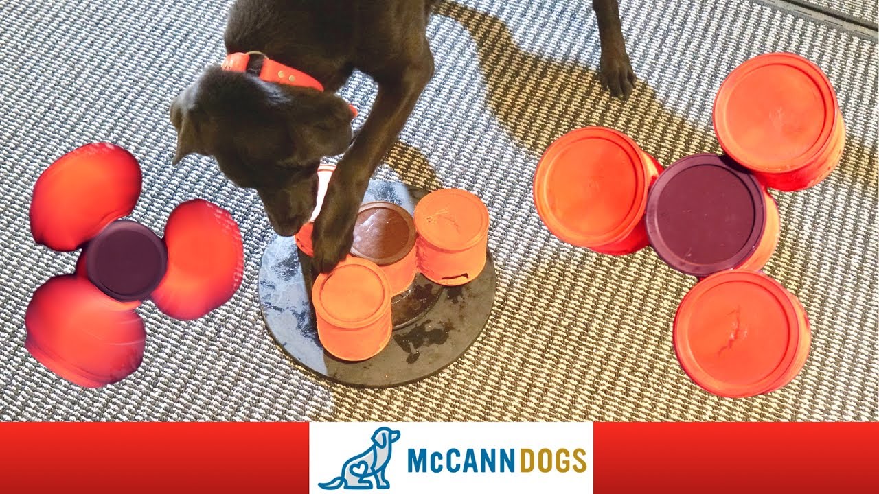 Dog Fidget Spinner DIY!