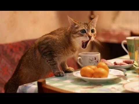♥♥♥ Very Funny Cats 3 ♥♥♥