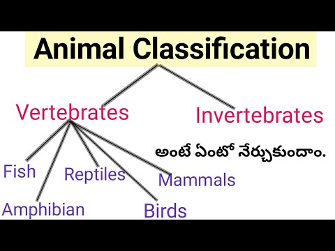 Vertebrates and Invertebrates Animals || Classification of Animal Kingdom || Telugu