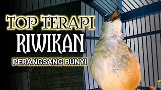 Download lagu TOP TERAPI !! TRUCUKAN GACOR NGRIWIK, CEPAT MEMANCING TRUCUK SUSAH BUNYI SEKETIKA GACOR mp3 Download lagu TOP TERAPI !! TRUCUKAN GACOR NGRIWIK, CEPAT MEMANCING TRUCUK SUSAH BUNYI SEKETIKA GACOR mp3