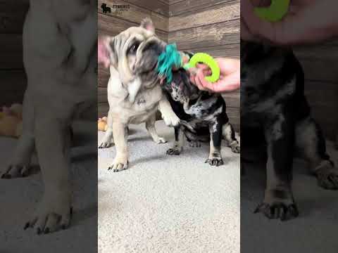 Video 2