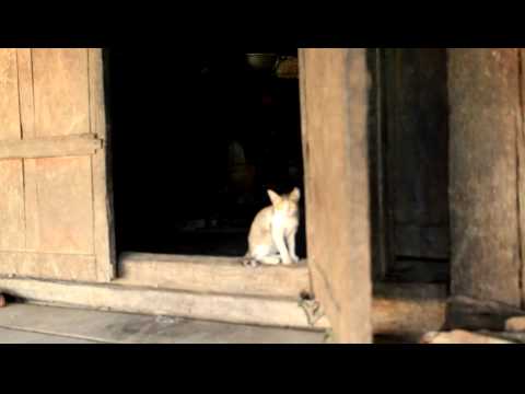 cat in village kengtung shan