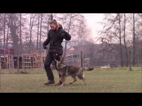 Railey z Jukasu - obedience + protection - 6 months