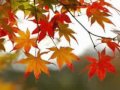 Andy Williams singing Autumn Leaves -photos from Branson, MO