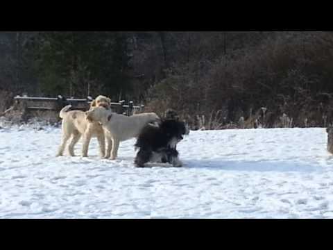 Fun in the snow....Spinoni style