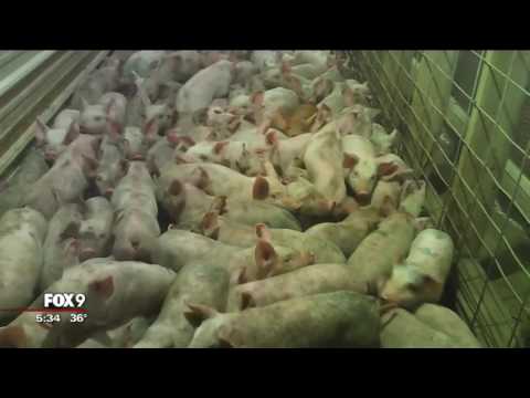 Hormel suspends pork supplier after undercover video released