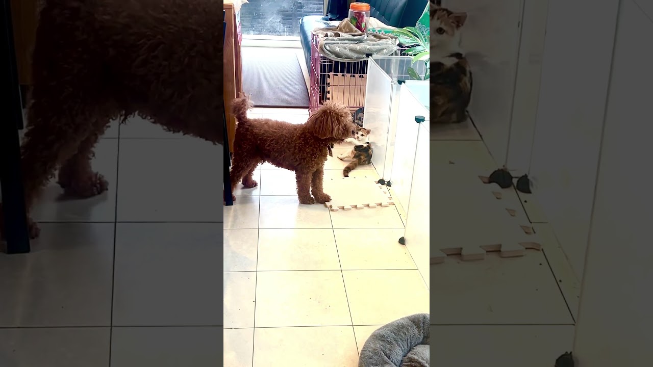 仲間ができました！もみじちゃんです！！