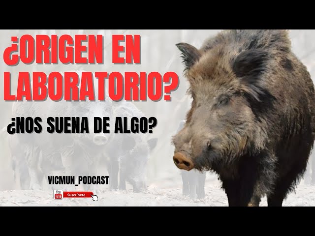 PESTE PORCINA AFRICANA: Del bocadillo de mortadela al más que posible origen en laboratorio