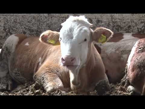 FARMA OBRADOVIĆ iz Lipničkog Šora - TOV JUNADI TRAJE 10 MESECI uz dnevni prirast 1,6 do 1,8 KG!