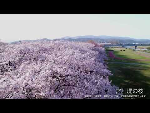 宮川堤の桜【ドローン撮影】(伊勢市)｜観光三重｜三重県の観光・旅行情報