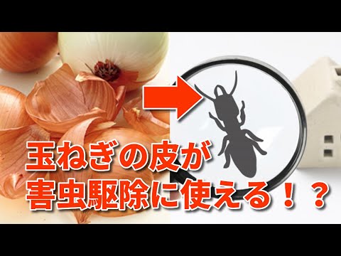 庭のタマネギの皮の頻度 肥料の兆候 過剰な治療法