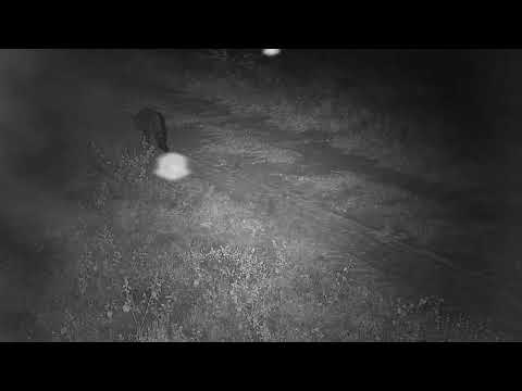 Djuma: Civet walking by - 05:05 - 04/20/20