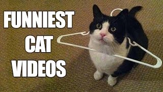 *Try Not To Laugh Challenge* Funny Cats Compilatio