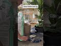 Replanting My New Fiddle Leaf Fig Tree