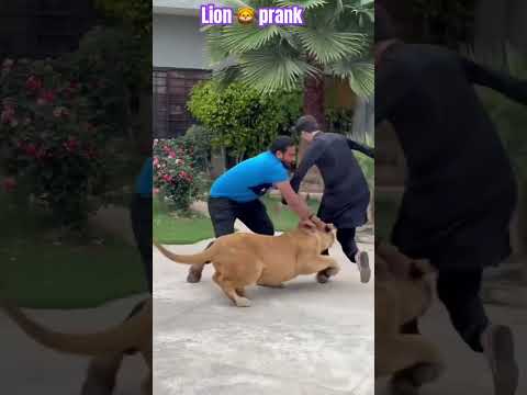 lion attack #lionslover #youtubeshorts #animaltiger #djrajput #animals #lionlover  #tigerlion