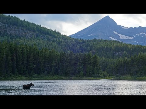 A Moose at Fishercap Lake v. 2