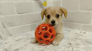 ハーフ犬の動画01