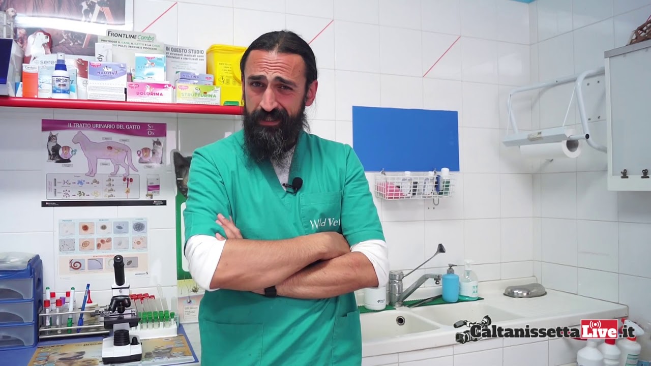 Pulci zecche e zanzare, cosa fare per il nostro cane