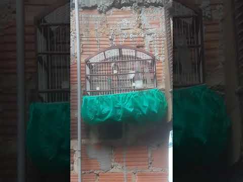 Linda video