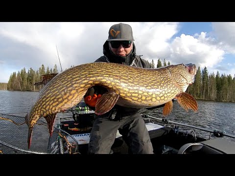 Jättihauki 127cm 13.33kg Täsmäheittämällä Lowrance LiveSight. Giant Pike with Lowrance LiveSight